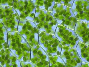 Chloroplasts are actually blue-green algae living symbiotically inside plant cells. They have their own DNA and represent the most successful merger-acquisition in the history of earth.