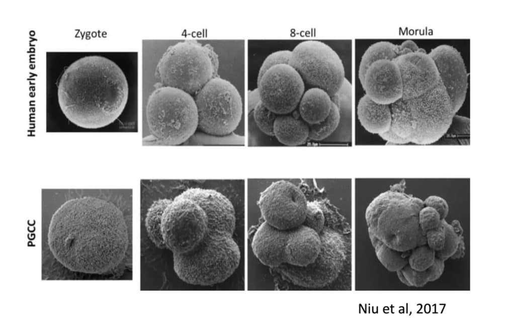 Polyploid Giant Cancer Cell vs Human Embryo
